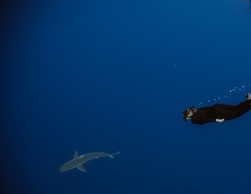 OneOcean Diving - This is a baby Frog Fish. Can you