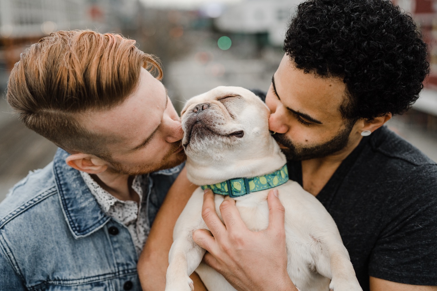 Couple kisses their Frenchie dog during couples session