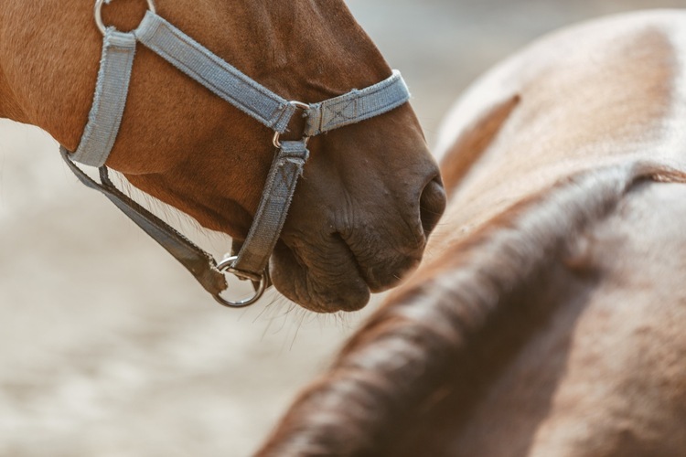 Equestrian Essentials: 7 Things You Need for Riding 9