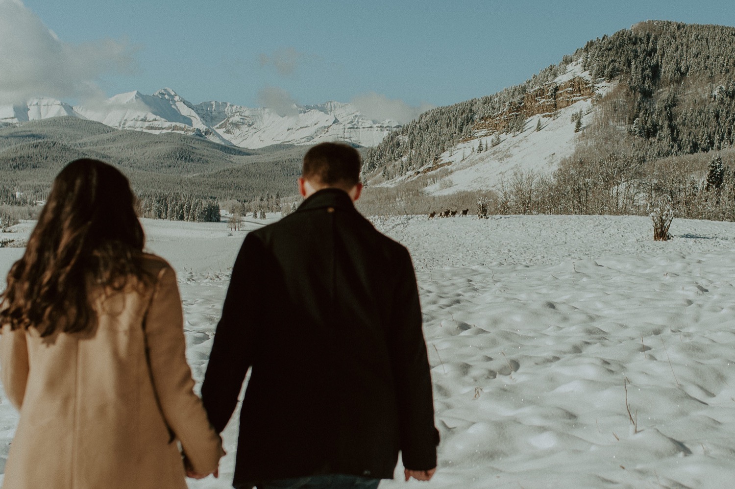 couple walking towards a herd of rocky mountain sheep during a winter engagement session in the rocky mountains of alberta