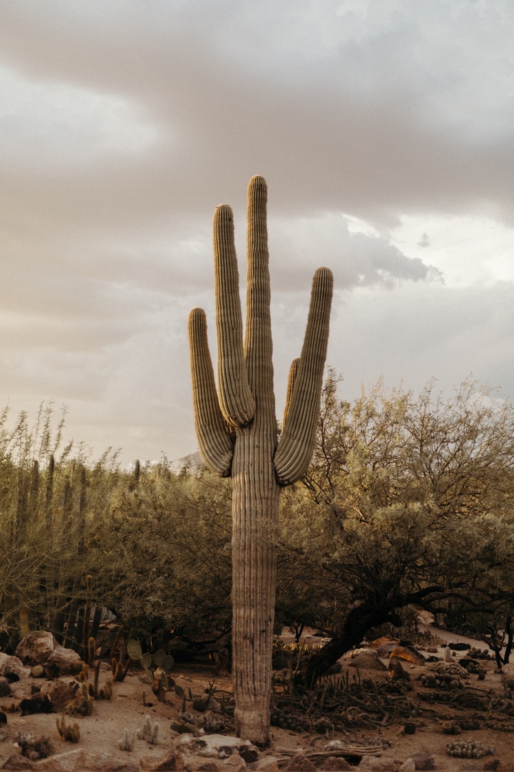 Edgy Desert Elopement Inspiration Among The Cacti Phoenix