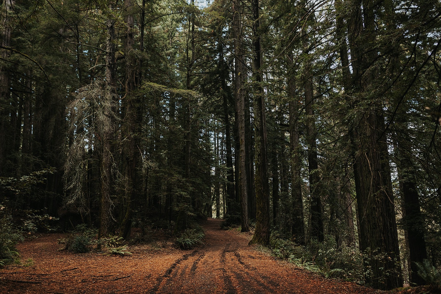 Adventure Elopement on Mt Tamalpais — Meg's Marvels Photography